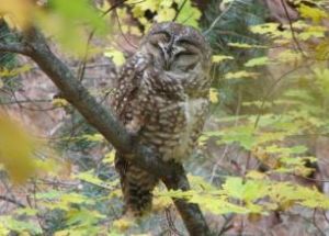 墨西哥斑點貓頭鷹