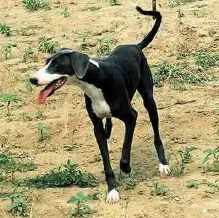 短毛細犬 短毛細犬