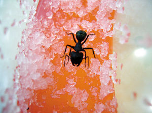 白領流行養螞蟻