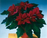 凱姆-紅葡萄 凱姆-紅葡萄