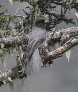 黑頭噪鴉 黑頭噪鴉