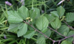 長瓣扁擔桿 長瓣扁擔桿