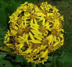 麗江橐吾 麗江橐吾