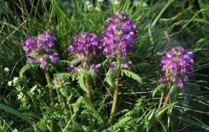 扭喙苔草 扭喙苔草