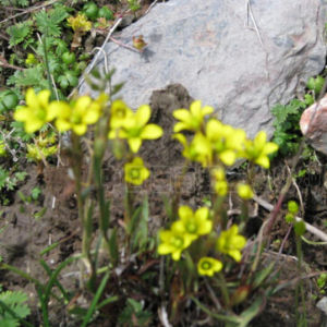 狹瓣虎耳草 狹瓣虎耳草