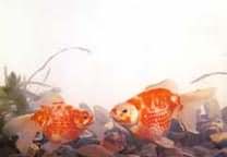 花鳳尾珍 花鳳尾珍