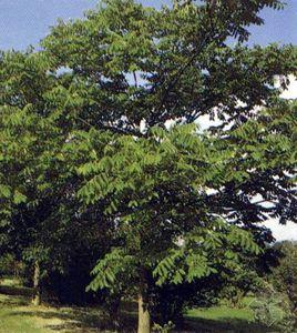 心形核桃 心形核桃