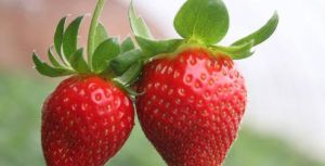 宏潤草莓採摘園 宏潤草莓採摘園