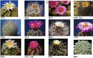（圖）仙人掌屬