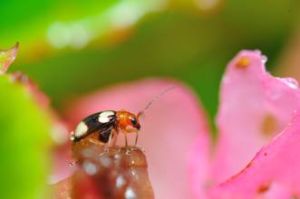 筒節長跗螢葉甲 筒節長跗螢葉甲