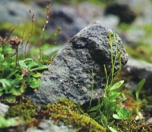 狹葉瓶兒小草 狹葉瓶兒小草