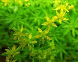 長葉四棱草 長葉四棱草