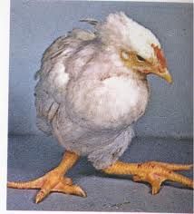 ，腿關節扁平而無法支持體重