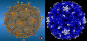 Ih 群的C60 和I 群的脊髓灰質炎病毒