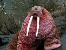 海象太平洋亞種