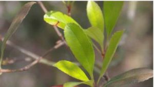 毛序石斑木 毛序石斑木