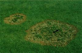 草坪全蝕病 草坪全蝕病