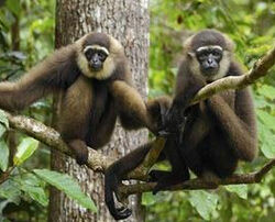 坎貝爾的猴子 坎貝爾的猴子