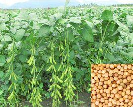 華夏1號 華夏1號