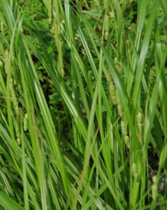 印度型苔草 印度型苔草