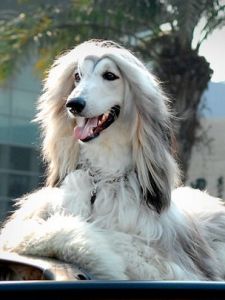 Afghan Hound Afghan Hound