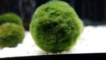 綠藻球
