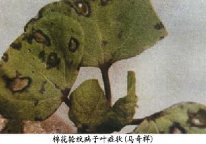 棉花輪紋病 棉花輪紋病