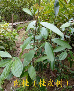 鬱南肉桂 鬱南肉桂