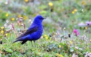 藍大翅鴝 藍大翅鴝