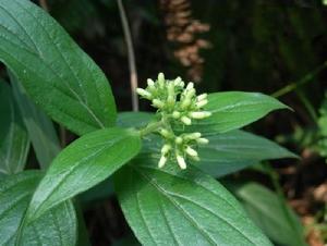 廣花耳草 廣花耳草