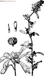 白山蒿系 白山蒿系