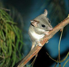 寬足袋鼩 寬足袋鼩