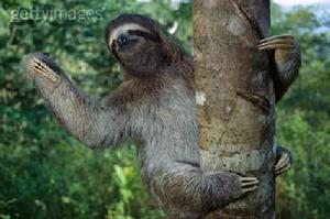 巴西三趾樹懶 巴西三趾樹懶