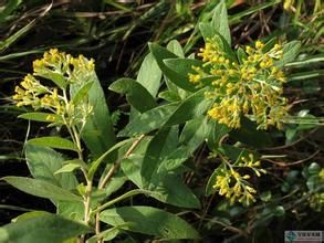 無舌條葉垂頭菊 無舌條葉垂頭菊