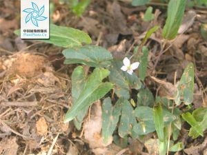 湖南堇菜 湖南堇菜