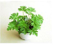 驅蚊香草 驅蚊香草