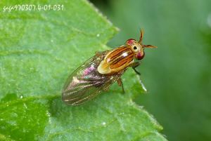 油橄欖果實蠅 油橄欖果實蠅