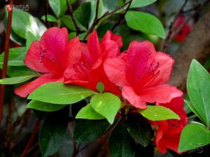 龍山杜鵑 龍山杜鵑