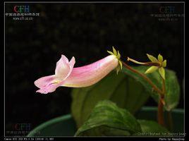 盾葉粗筒苣苔 盾葉粗筒苣苔