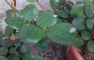 薔薇白粉病 薔薇白粉病