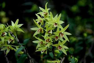霍山石斛雲南個體
