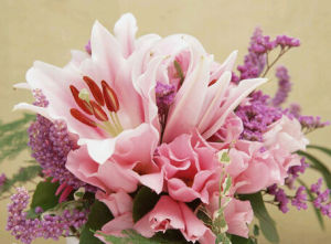 六出花科 六出花科