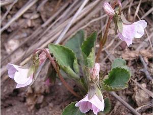 泰山堇菜 泰山堇菜