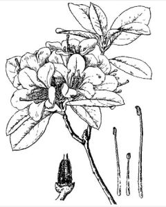 優美杜鵑 優美杜鵑