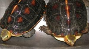 龜紅脖子病 龜紅脖子病