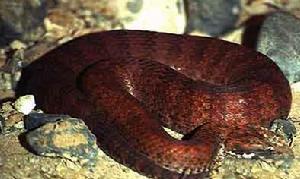 世界10大毒蛇