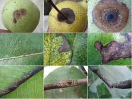 梨炭疽病 梨炭疽病
