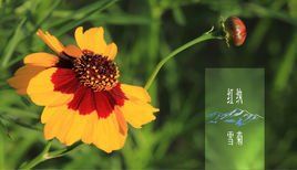 紅紈雪菊 紅紈雪菊