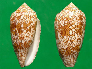 織錦芋螺 
