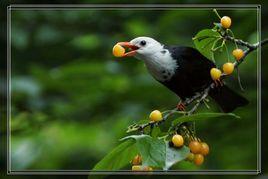 鳥類區系 鳥類區系